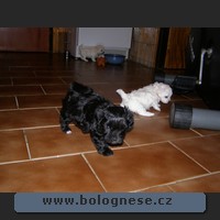 060809-puppyAD4_small.jpg