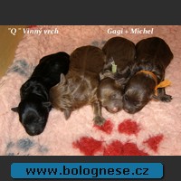 bolonka puppy
