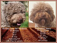 20170207-lagotto
