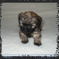 stenata051203_small.jpg