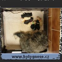 stenatadolly_200604_small.jpg