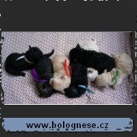 stenatadolly_200604c_small.jpg